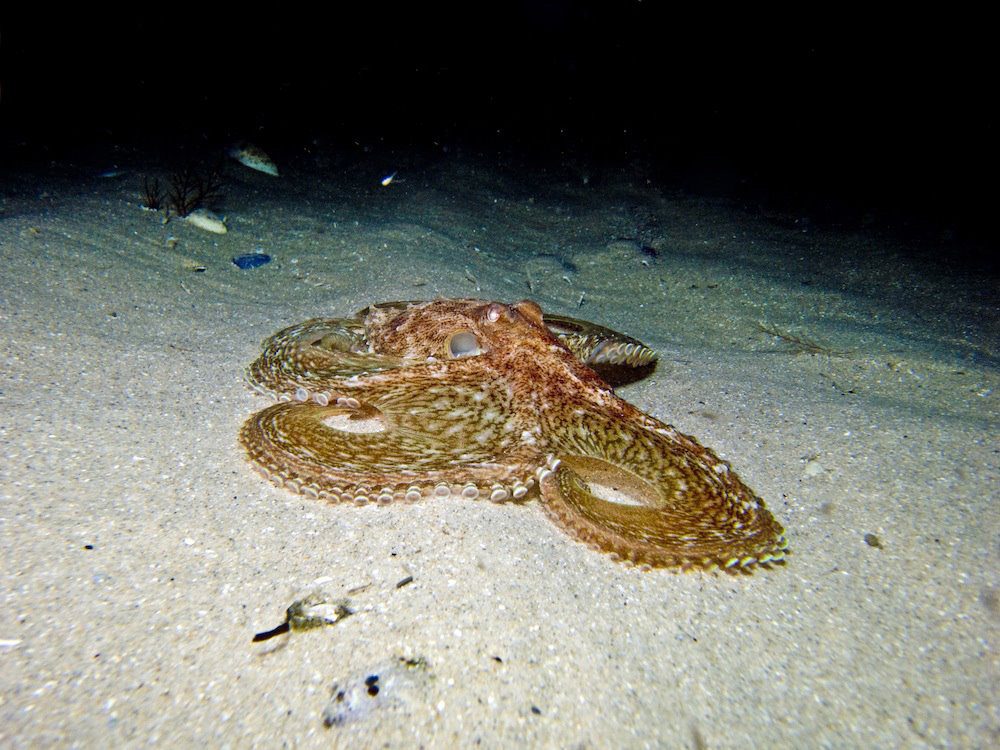 RYE-PIER-NIGHT-DIVING-OCTOPUS