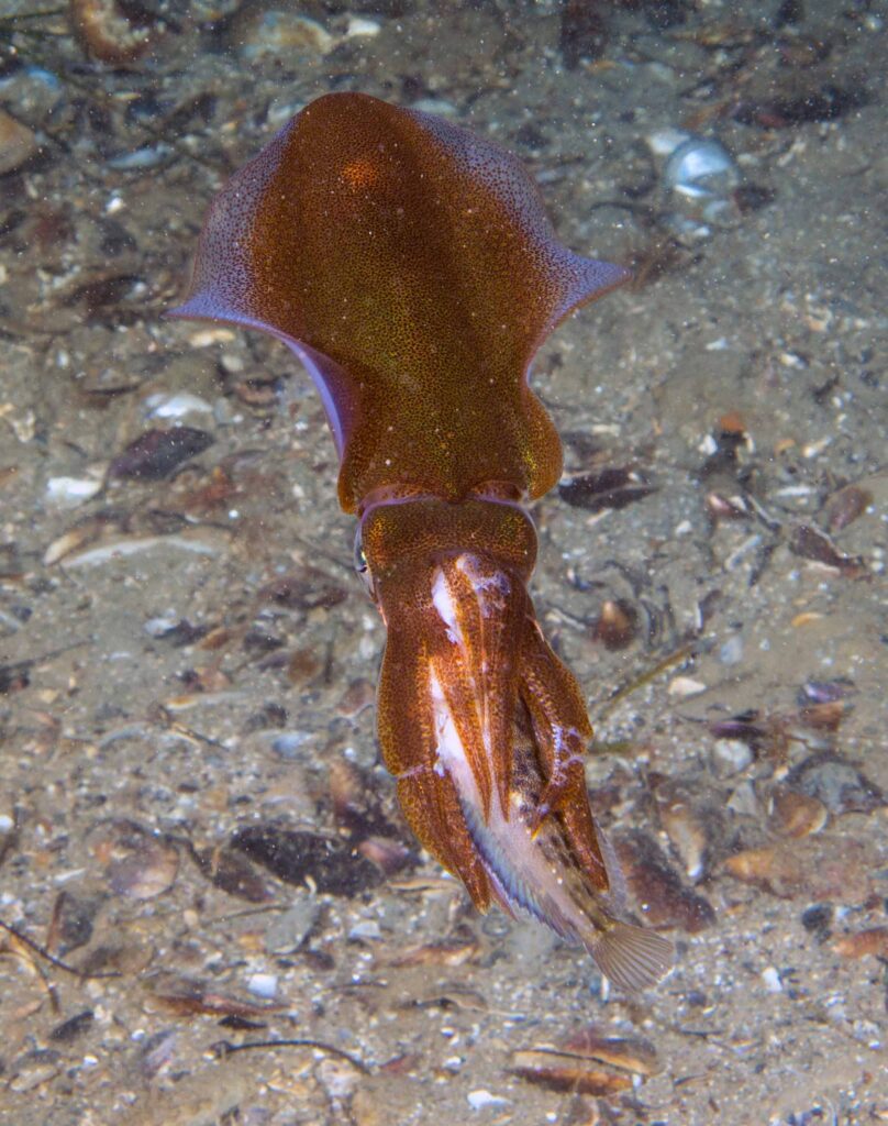 RYE-PIER-SQUID-EATING-FISH