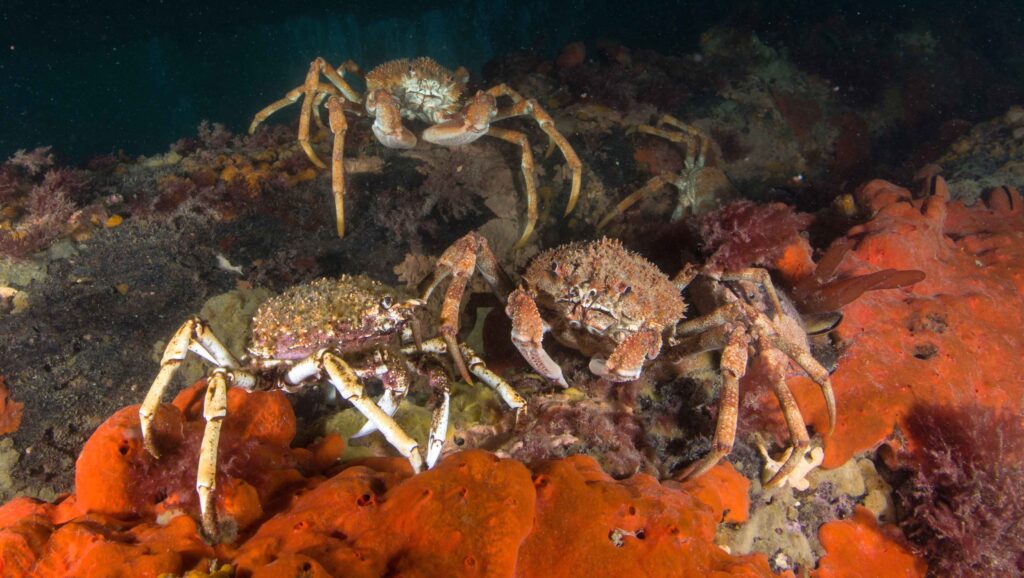 Rye-Pier-Night-Diving