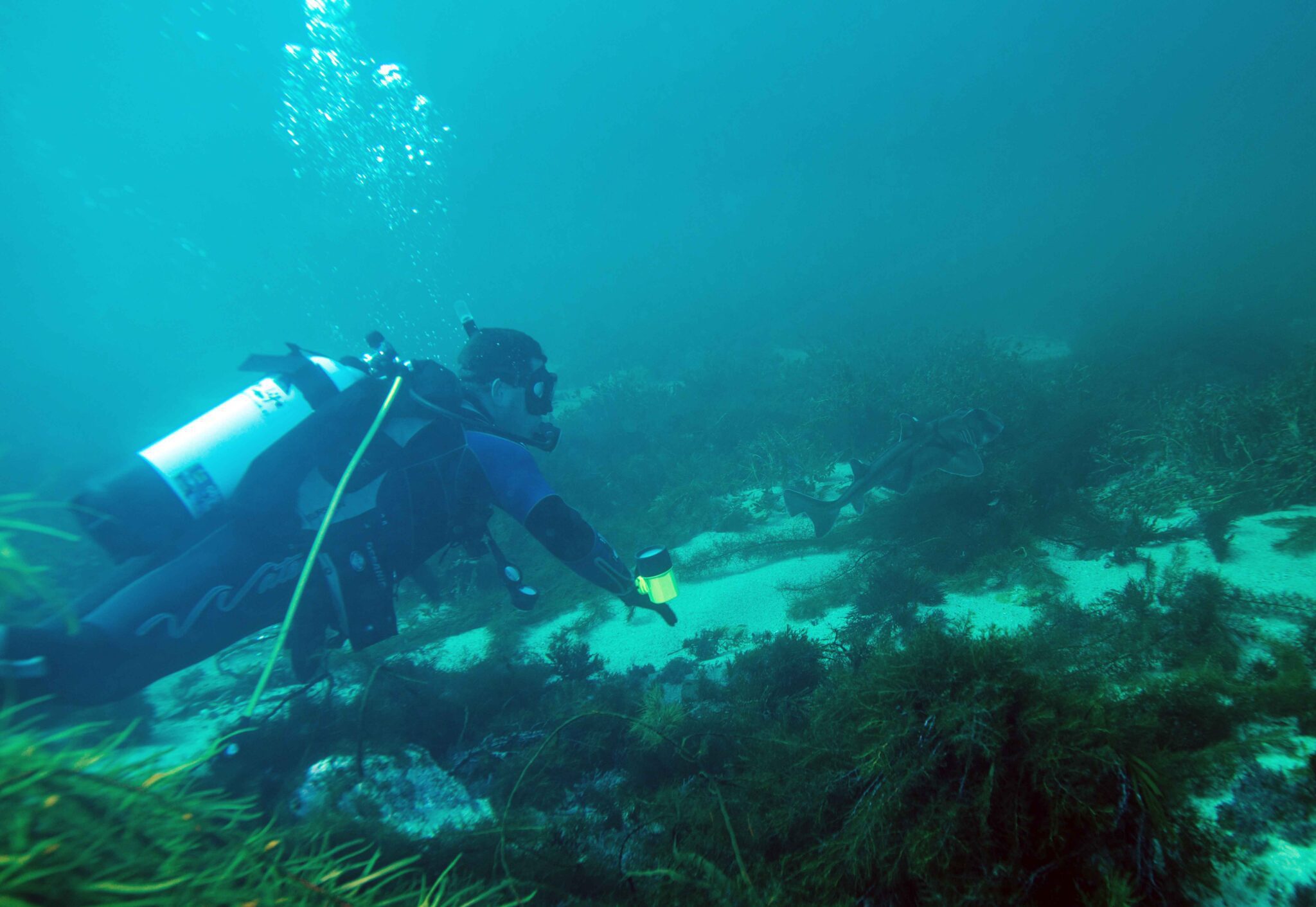 https://divegearaustralia.com.au/wp-content/uploads/2020/02/SMITHS-BEACH-DIVE-SITE-scaled.jpg