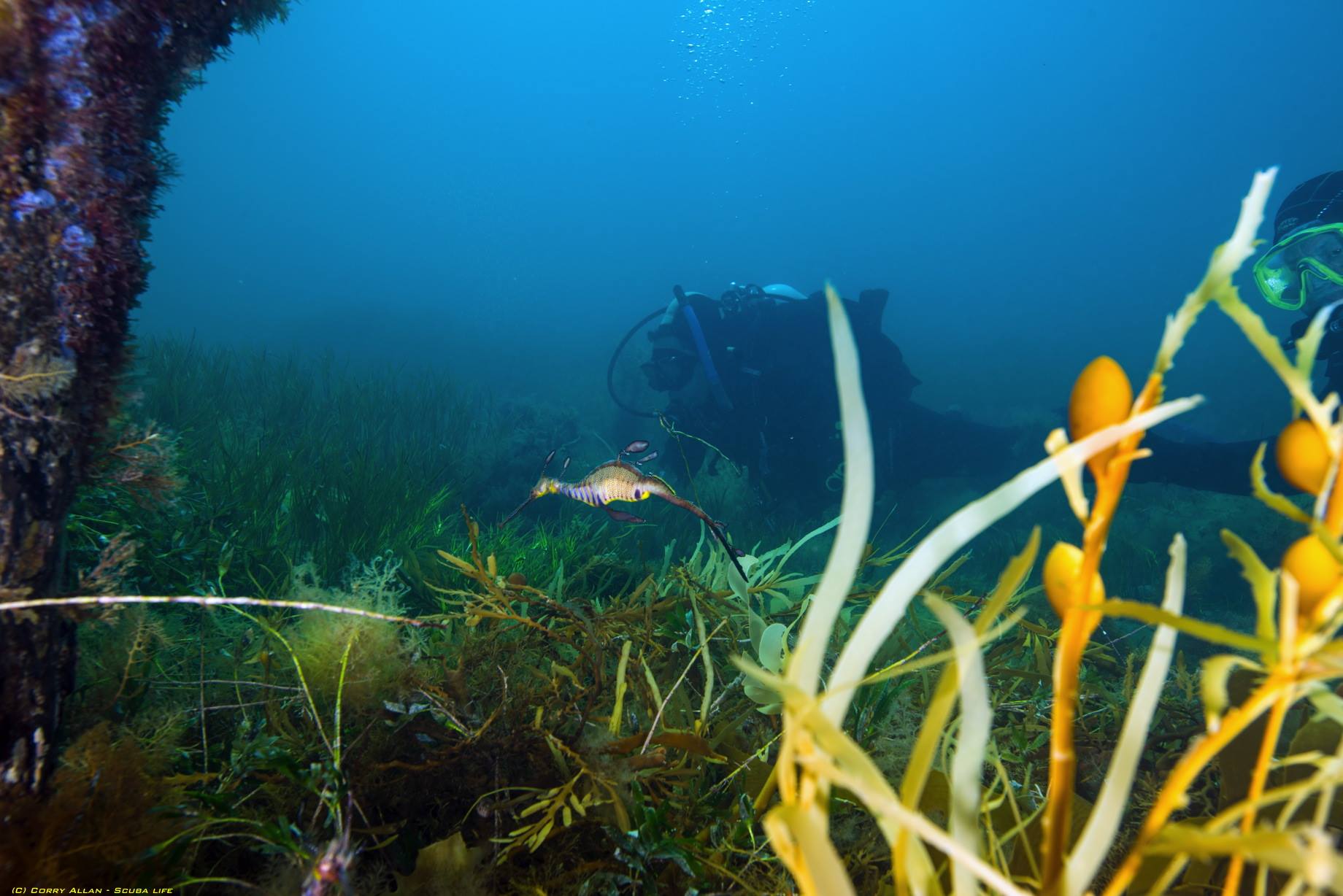 Melbourne Pier Dive Sites Dive Gear Australia