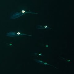 Padi Night Diver Specialty